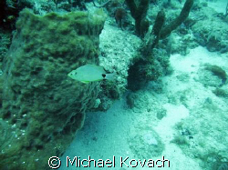 Silver Porgy on the Inside Reef at Lauderdale by the Sea by Michael Kovach 